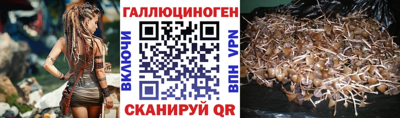 Псилоцибиновые грибы Psilocybine cubensis  Сосногорск 